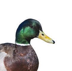 Closeup of Mallard drake (anas platyrhynchos)