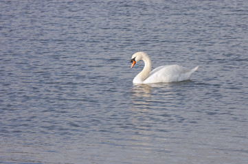 Fototapeta premium Male (Cob) Mute Swan