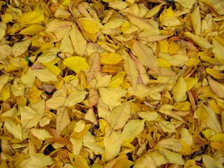 Autumn - fallen cherry tree leafs