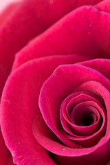 rote rose - freigestellt