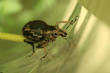 weevil