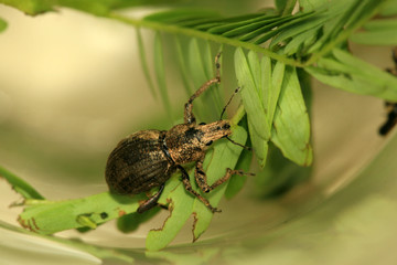 weevil