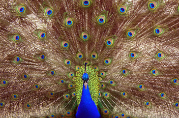 Fototapeta premium Peacock