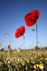 corn poppy