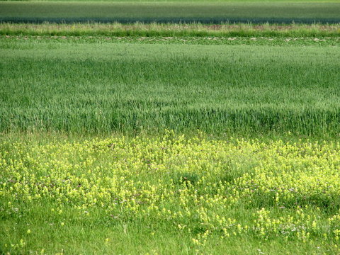 Biodiversit&eacute;: plantes fourrag&egrave;res.