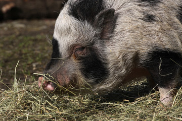 Geflecktes Schwein