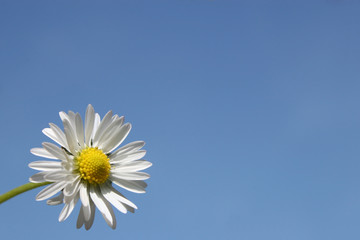 daisy against blue sky