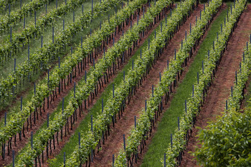 Weinberge in Deutschland, Rheinland-Pfalz, im Frühling