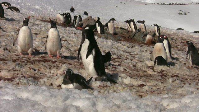 Pinguinkolonie in der Antarktis