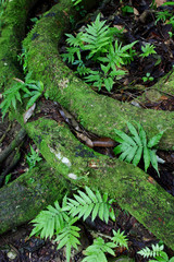 Jungle in the south of Mexico
