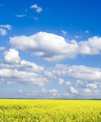 rape field