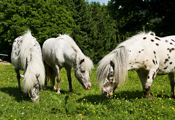 Horses © René de Brunn