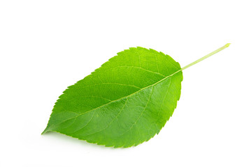 leaf