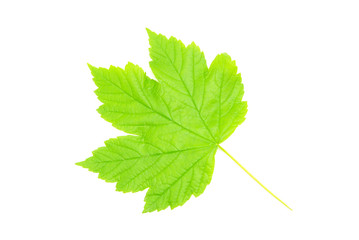 green leaf