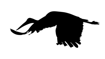 Flying stork as vector