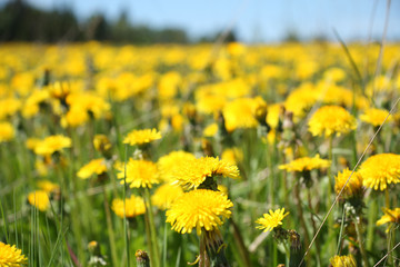 Obraz premium Żółty taraxacum