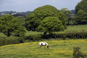 Horse in a field of yellow