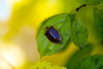 leaf with a bug