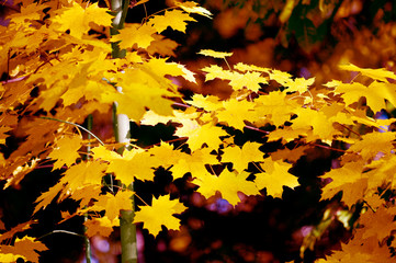 fall maple leaves