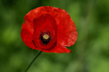 Red poppy