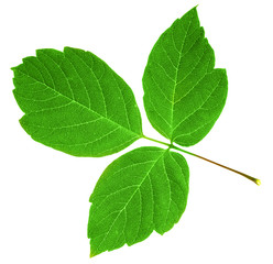 green leaf