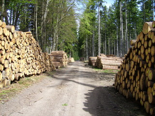 Holzeinschlag