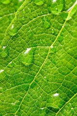 wet green leaf macro