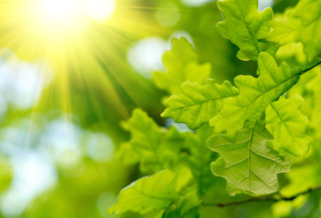 Fototapeta na wymiar Zielone liście dębu z Sun Ray