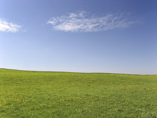 Wiese vor blauem Himmel