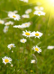 Camomile field
