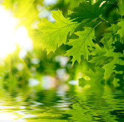 Fototapeta na wymiar Green leaves reflecting in the water