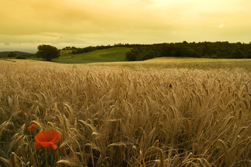 campagna dorata