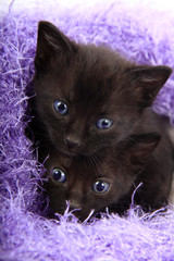 Deux petits chatons....