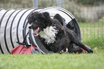 Agility - Cao de Agua im Tunnel
