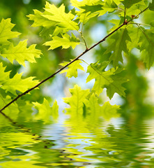 Green leaves reflecting in the water