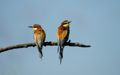 pareja de abejarucos