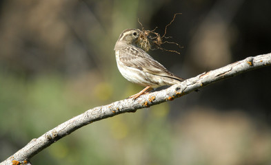 gorrión construyendo el nido