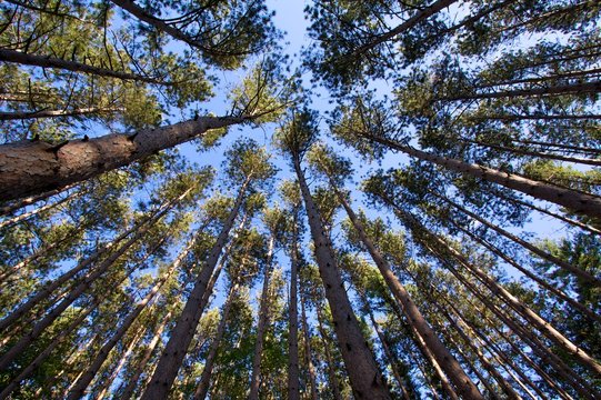 Up into the trees