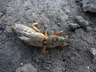 mole cricket