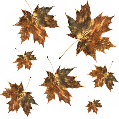 Burnished Golden Maple Leaves