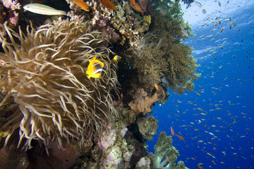 Fototapeta na wymiar Bubble Anemone in Coral Wall