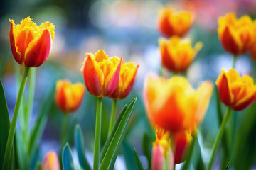 Beautiful tulips