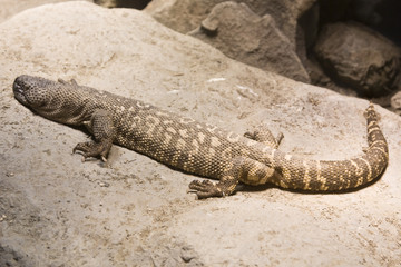 lagarto