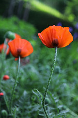 mohn