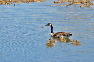 Goose with Goslings