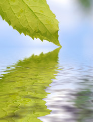 Leaf abstract