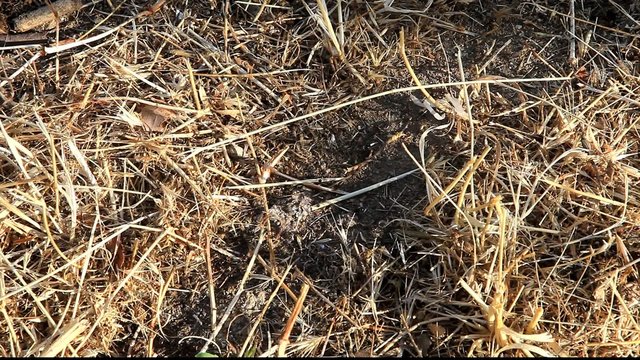 Les fourmis au travail
