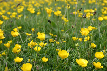 Obraz premium field of buttercups