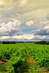 Naklejka premium vignes