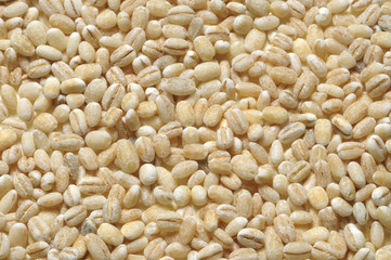 Orzo perlato - Hordeum vulgare